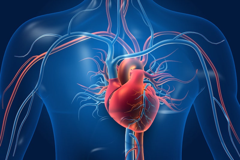Illustrazione 3d del sistema cardiocircolatorio per descrivere l'holter pressorio