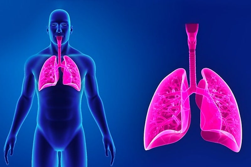 Illustrazione 3d del polmone per descrivere la polmonite