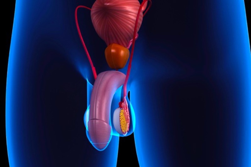Illustrazione dell'organo genitale maschile per descrivere il priapismo