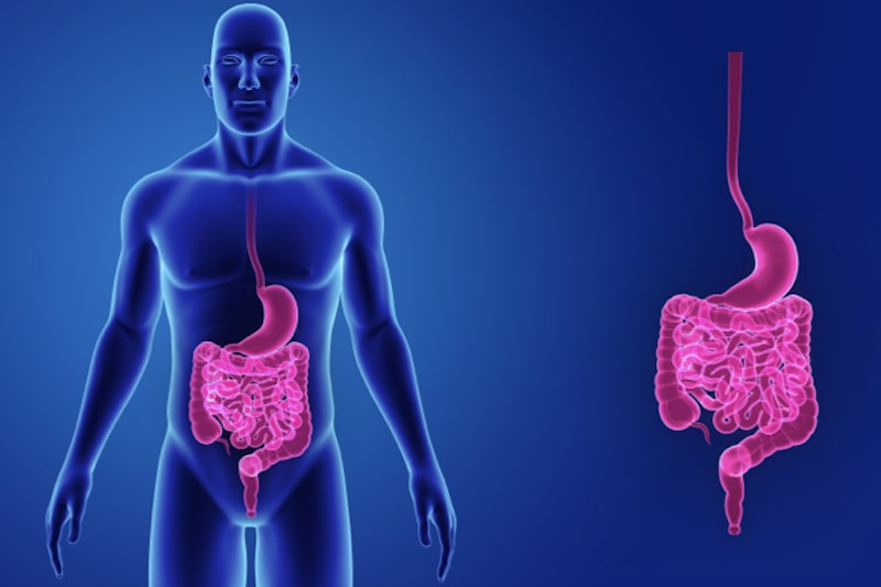 Illustrazione 3d di un intestino per descrivere il fecaloma 
