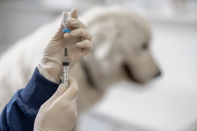 Foto di vaccinazione al cane contro la rabbia