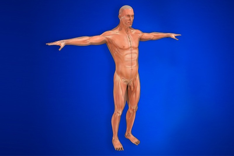 Illustrazione 3d del sistema muscolare di un essere umano per descrivere il bendaggio funzionale