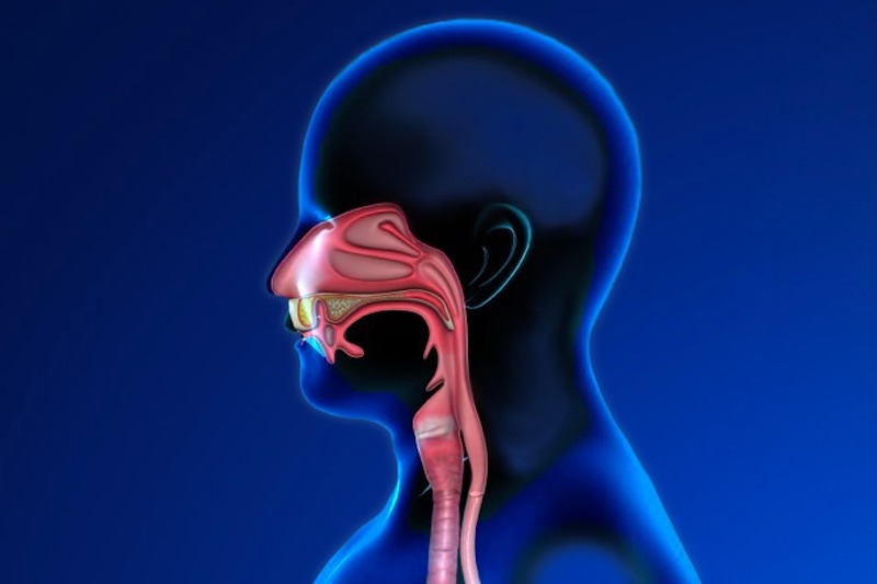 Illustrazione della cavità orale e nasale in collegamento con laringe ed esofago per descrivere il tratto in cui si posizionano le tonsille per descrivere tonsillite